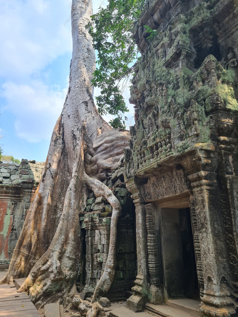 A large tree with thick roots growing over ancient stone ruins, partially covered in moss, under a blue sky.