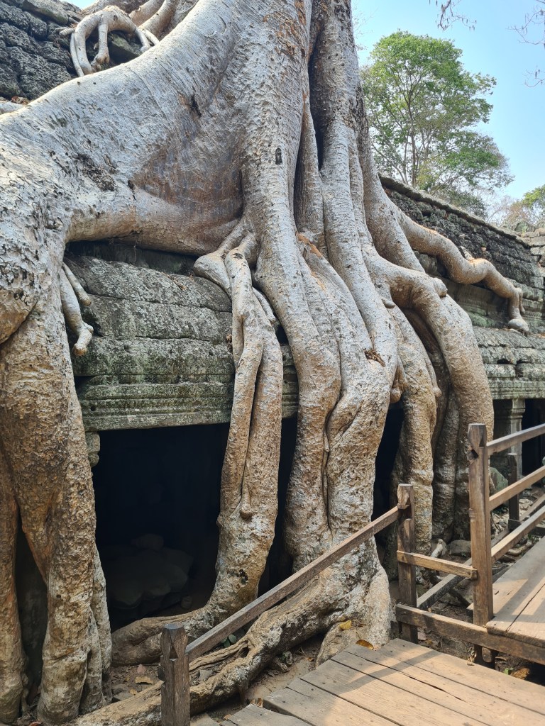 A large tree with thick, gnarled roots enveloping an ancient stone structure, surrounded by foliage and a wooden pathway.