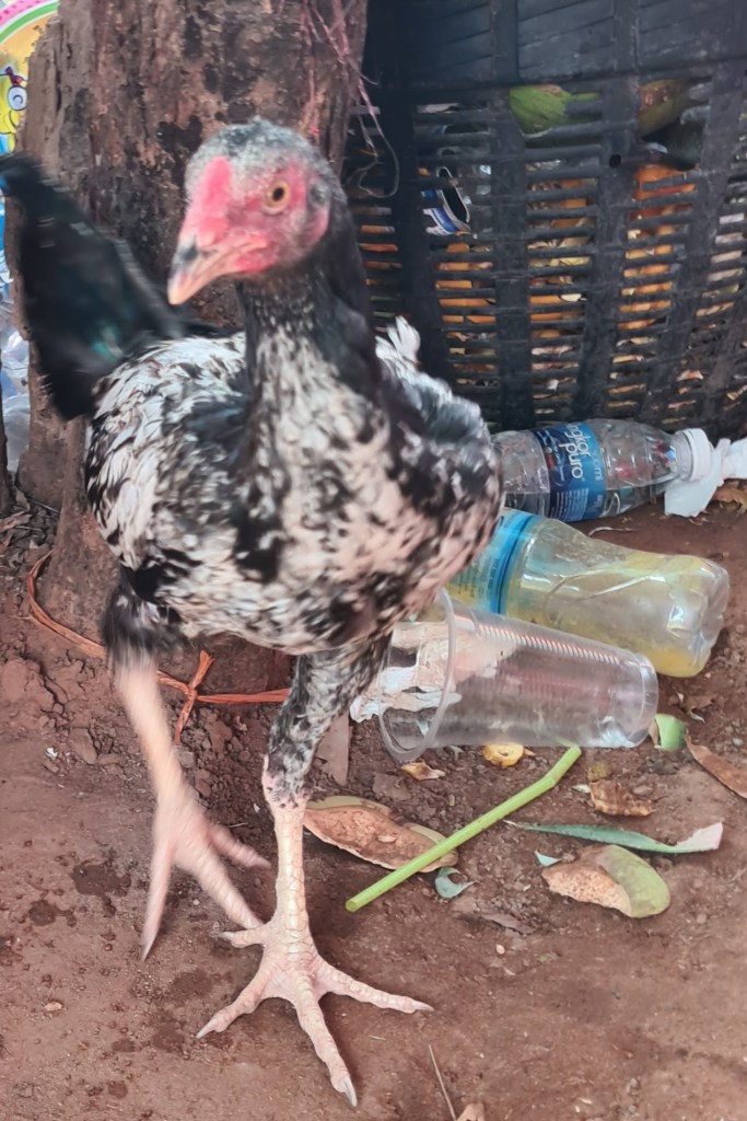 A spotted black and white chicken standing on dirt near discarded plastic bottles and debris.