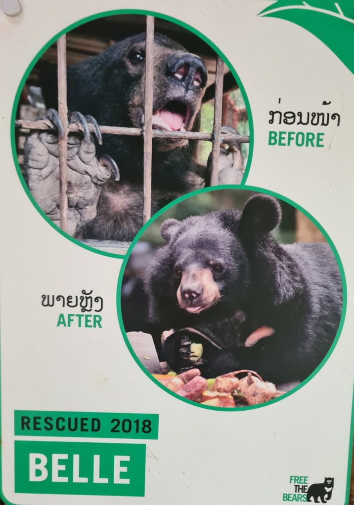 Image showing a black bear named Belle, with a split view: the top shows Belle in a cage labeled 'Before', and the bottom shows her relaxed and healthy after rescue, labeled 'After'.