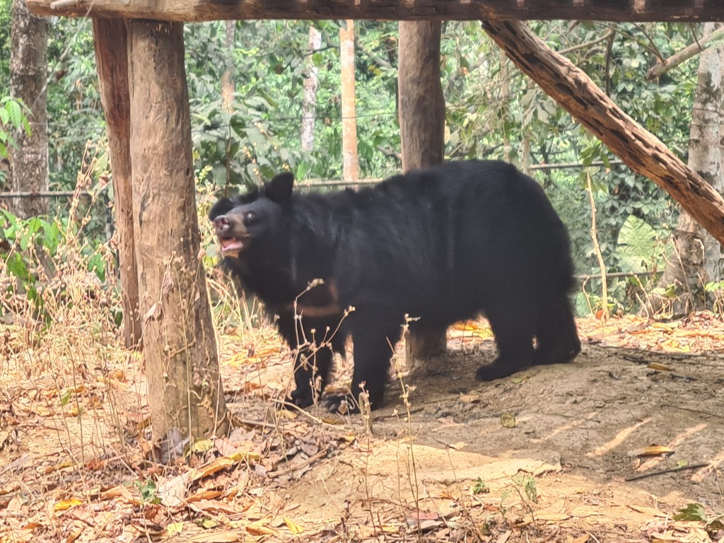 A black bear standing near a wooden structure in a forested area, surrounded by green foliage and dried leaves on the ground.