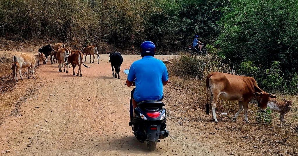 A person wearing a blue shirt and helmet rides a scooter on a dirt road, where several cows are grazing and wandering nearby.