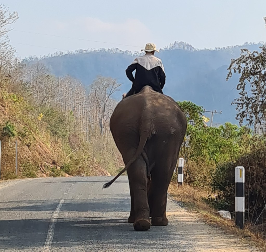 A person riding an elephant down a rural road surrounded by trees and mountains in the background.
