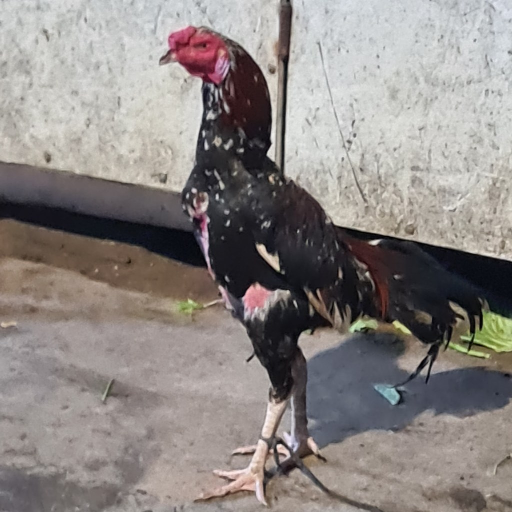 A black and red rooster standing on a dirt surface, with a partially visible background.