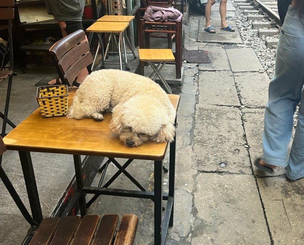 A fluffy white dog resting on a wooden table in a cafe, with a basket beside it, while people walk in the background along a cobblestone path.